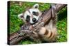 Raccoon Learning to Climb-Jay Ondreicka-Stretched Canvas