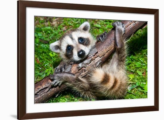 Raccoon Learning to Climb-Jay Ondreicka-Framed Photographic Print