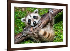 Raccoon Learning to Climb-Jay Ondreicka-Framed Photographic Print