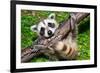 Raccoon Learning to Climb-Jay Ondreicka-Framed Photographic Print