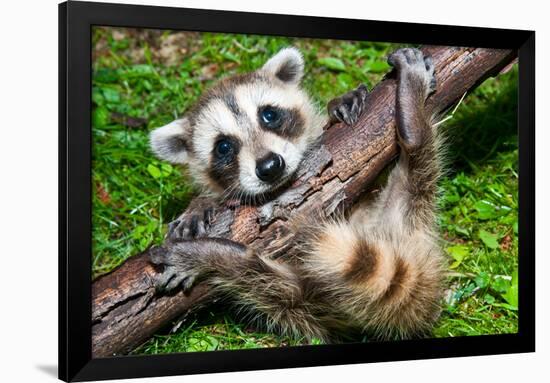 Raccoon Learning to Climb-Jay Ondreicka-Framed Photographic Print