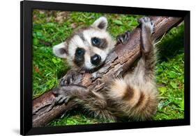Raccoon Learning to Climb-Jay Ondreicka-Framed Photographic Print