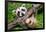 Raccoon Learning to Climb-Jay Ondreicka-Framed Photographic Print