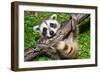 Raccoon Learning to Climb-Jay Ondreicka-Framed Photographic Print