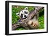 Raccoon Learning to Climb-Jay Ondreicka-Framed Photographic Print