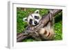 Raccoon Learning to Climb-Jay Ondreicka-Framed Photographic Print