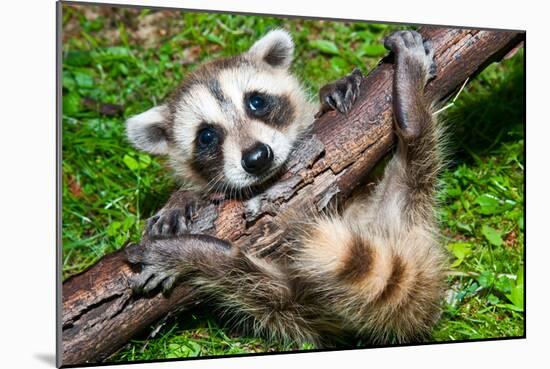 Raccoon Learning to Climb-Jay Ondreicka-Mounted Photographic Print