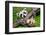 Raccoon Learning to Climb-Jay Ondreicka-Framed Photographic Print