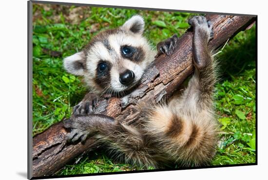 Raccoon Learning to Climb-Jay Ondreicka-Mounted Photographic Print