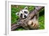 Raccoon Learning to Climb-Jay Ondreicka-Framed Photographic Print