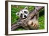 Raccoon Learning to Climb-Jay Ondreicka-Framed Photographic Print