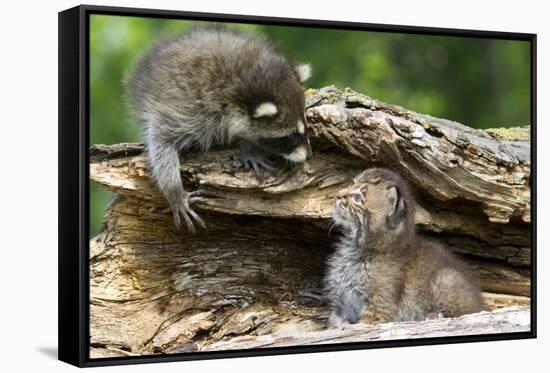 Raccoon Looking at Bobcat Cub in Rotted Log-W. Perry Conway-Framed Stretched Canvas