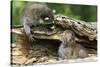 Raccoon Looking at Bobcat Cub in Rotted Log-W. Perry Conway-Stretched Canvas