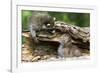 Raccoon Looking at Bobcat Cub in Rotted Log-W. Perry Conway-Framed Premium Photographic Print