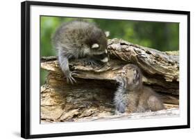 Raccoon Looking at Bobcat Cub in Rotted Log-W. Perry Conway-Framed Premium Photographic Print