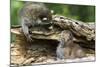 Raccoon Looking at Bobcat Cub in Rotted Log-W. Perry Conway-Mounted Premium Photographic Print