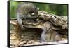 Raccoon Looking at Bobcat Cub in Rotted Log-W. Perry Conway-Framed Stretched Canvas