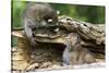 Raccoon Looking at Bobcat Cub in Rotted Log-W. Perry Conway-Stretched Canvas