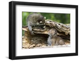 Raccoon Looking at Bobcat Cub in Rotted Log-W. Perry Conway-Framed Photographic Print