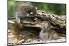 Raccoon Looking at Bobcat Cub in Rotted Log-W. Perry Conway-Mounted Photographic Print