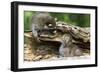 Raccoon Looking at Bobcat Cub in Rotted Log-W. Perry Conway-Framed Photographic Print