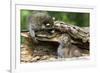 Raccoon Looking at Bobcat Cub in Rotted Log-W. Perry Conway-Framed Photographic Print