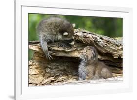 Raccoon Looking at Bobcat Cub in Rotted Log-W. Perry Conway-Framed Photographic Print