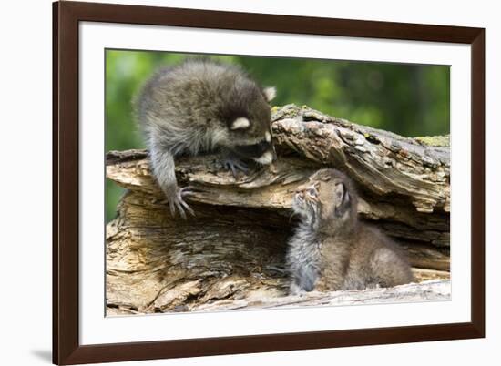 Raccoon Looking at Bobcat Cub in Rotted Log-W. Perry Conway-Framed Photographic Print