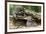 Raccoon Looking at Bobcat Cub in Rotted Log-W. Perry Conway-Framed Photographic Print