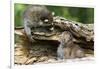 Raccoon Looking at Bobcat Cub in Rotted Log-W. Perry Conway-Framed Photographic Print