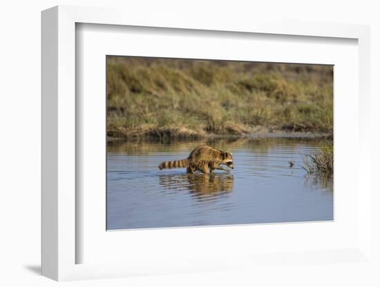 Raccoon (Procyon lotor) adult feeding.-Larry Ditto-Framed Photographic Print