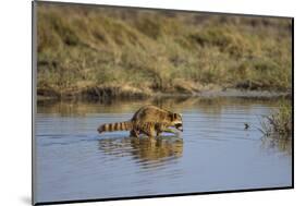 Raccoon (Procyon lotor) adult feeding.-Larry Ditto-Mounted Photographic Print