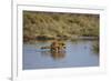 Raccoon (Procyon lotor) adult feeding.-Larry Ditto-Framed Photographic Print