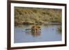 Raccoon (Procyon lotor) adult feeding.-Larry Ditto-Framed Photographic Print