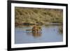 Raccoon (Procyon lotor) adult feeding.-Larry Ditto-Framed Photographic Print