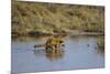 Raccoon (Procyon lotor) adult feeding.-Larry Ditto-Mounted Photographic Print