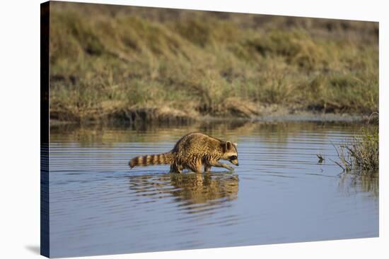 Raccoon (Procyon lotor) adult feeding.-Larry Ditto-Stretched Canvas