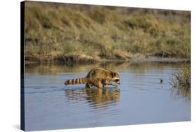 Raccoon (Procyon lotor) adult feeding.-Larry Ditto-Stretched Canvas