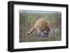 Raccoon (Procyon lotor) adult feeding.-Larry Ditto-Framed Photographic Print