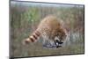 Raccoon (Procyon lotor) adult feeding.-Larry Ditto-Mounted Photographic Print