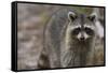 Raccoon, Procyon Lotor, Florida, Usa-Maresa Pryor-Framed Stretched Canvas