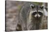 Raccoon, Procyon Lotor, Florida, Usa-Maresa Pryor-Stretched Canvas