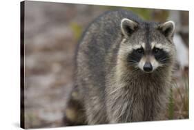 Raccoon, Procyon Lotor, Florida, Usa-Maresa Pryor-Stretched Canvas