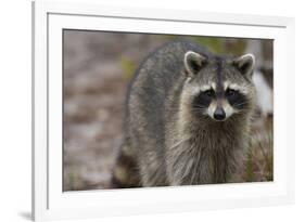 Raccoon, Procyon Lotor, Florida, Usa-Maresa Pryor-Framed Photographic Print