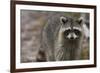 Raccoon, Procyon Lotor, Florida, Usa-Maresa Pryor-Framed Photographic Print