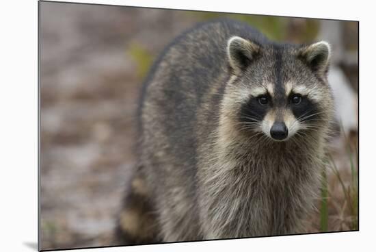 Raccoon, Procyon Lotor, Florida, Usa-Maresa Pryor-Mounted Photographic Print