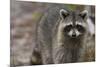 Raccoon, Procyon Lotor, Florida, Usa-Maresa Pryor-Mounted Photographic Print