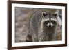 Raccoon, Procyon Lotor, Florida, Usa-Maresa Pryor-Framed Photographic Print