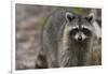 Raccoon, Procyon Lotor, Florida, Usa-Maresa Pryor-Framed Photographic Print