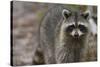 Raccoon, Procyon Lotor, Florida, Usa-Maresa Pryor-Stretched Canvas